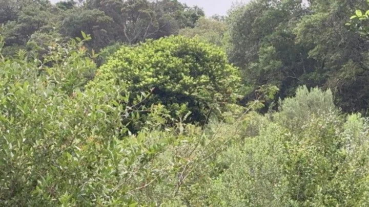 Chácara à venda de 4 ha em Santo Antônio da Patrulha, RS, Brasil
