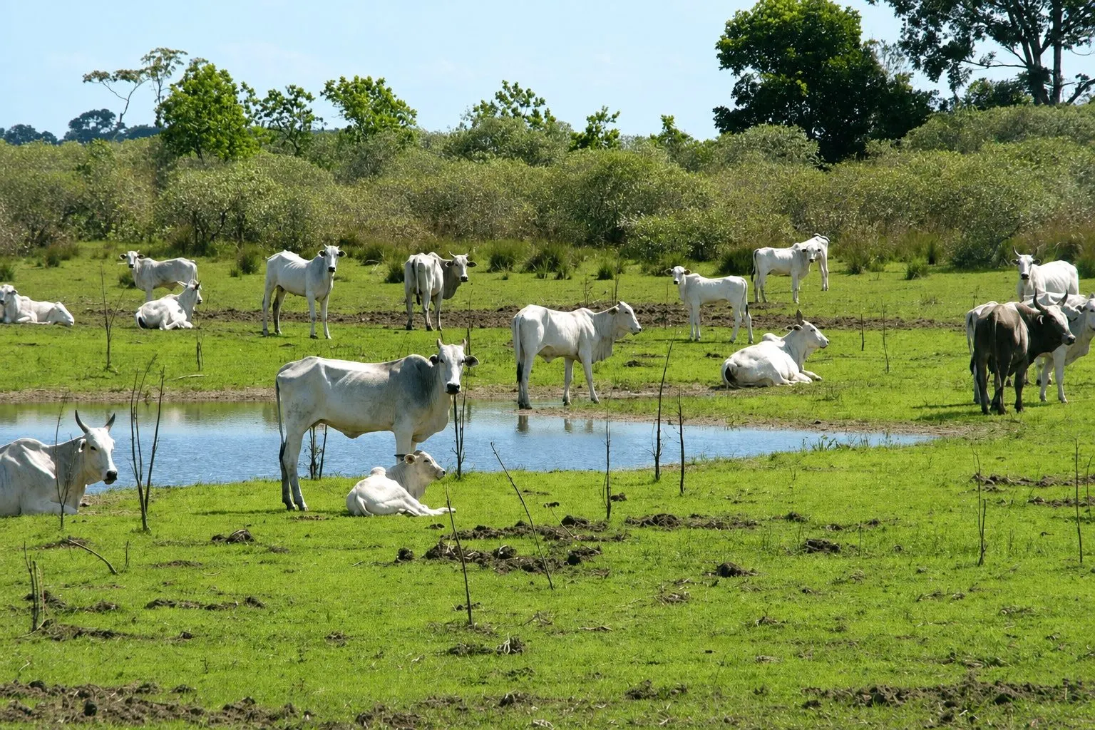 Farm for sale of 6,919 acres in Porto Murtinho, MS, Brazil