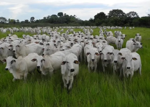 Farm for sale of 6,919 acres in Porto Murtinho, MS, Brazil