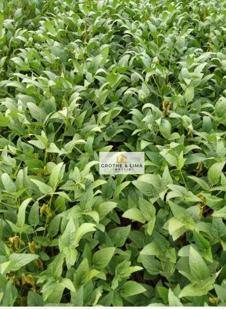 Fazenda à venda de 9.196 ha em Colinas do Tocantins, TO, Brasil