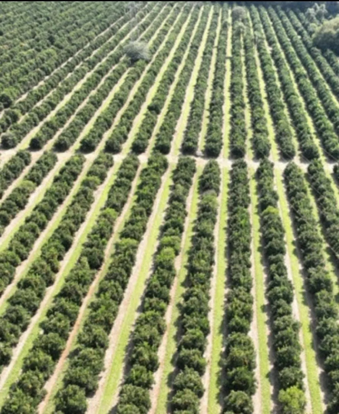 Farm for sale of 1,017 acres in Angatuba, SP, Brazil