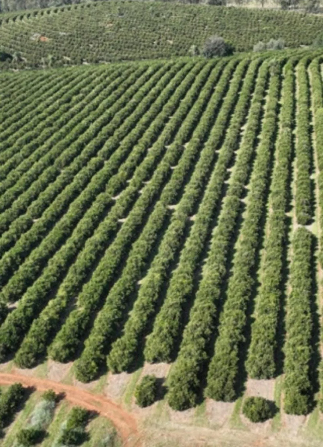 Farm for sale of 1,017 acres in Angatuba, SP, Brazil