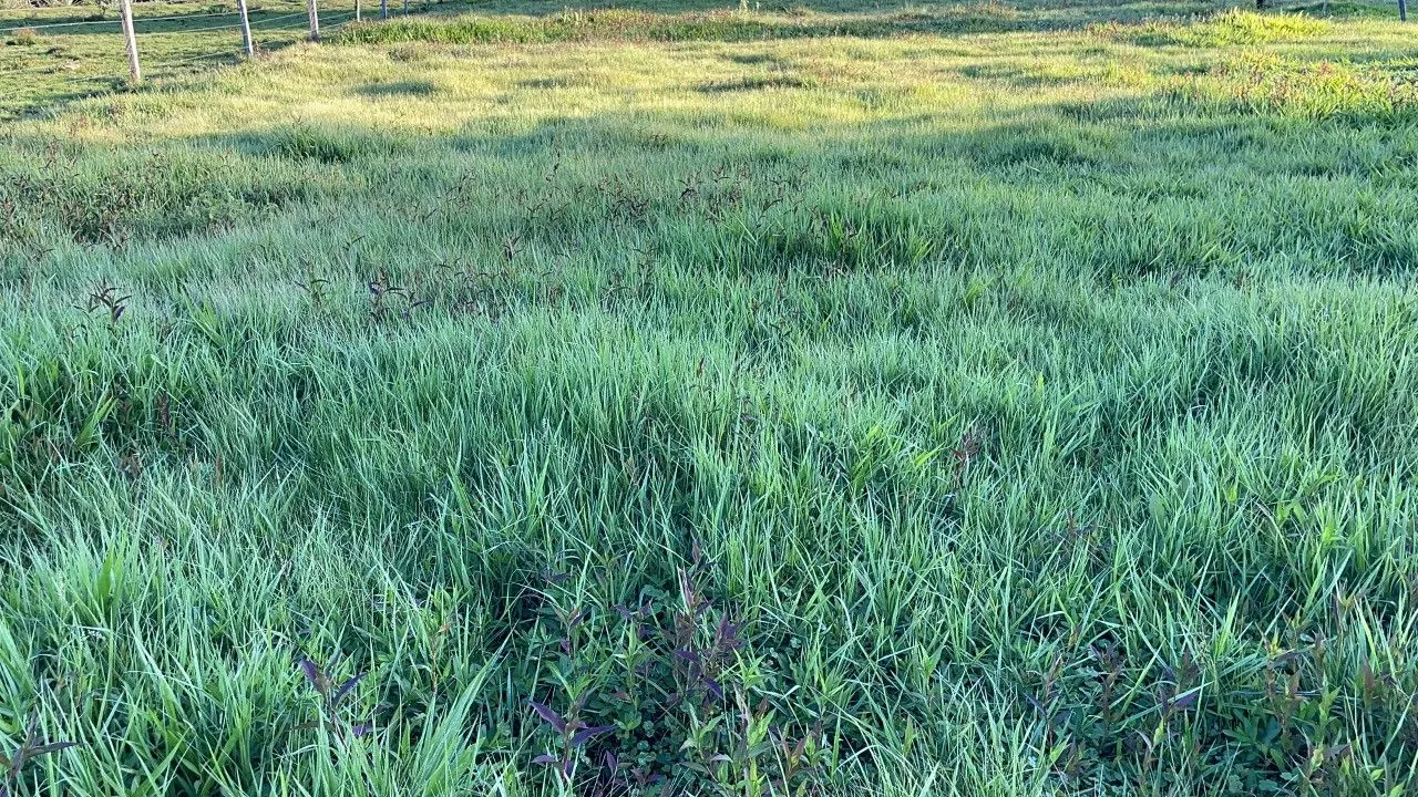 Chácara à venda de 4.000 m² em Santo Antônio da Patrulha, RS, Brasil