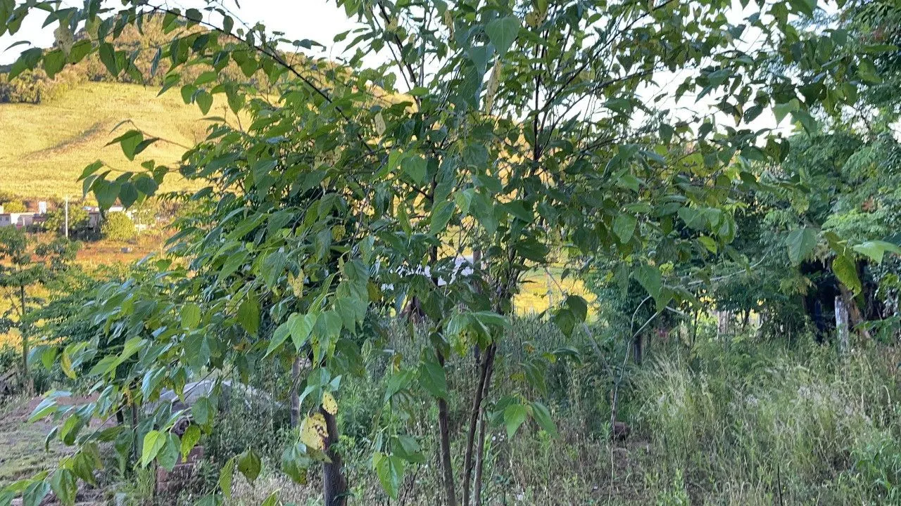 Chácara à venda de 4.000 m² em Santo Antônio da Patrulha, RS, Brasil