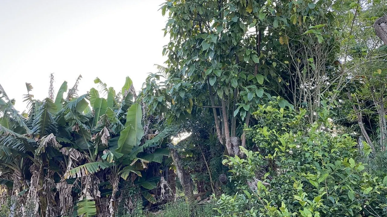 Chácara à venda de 4.000 m² em Santo Antônio da Patrulha, RS, Brasil