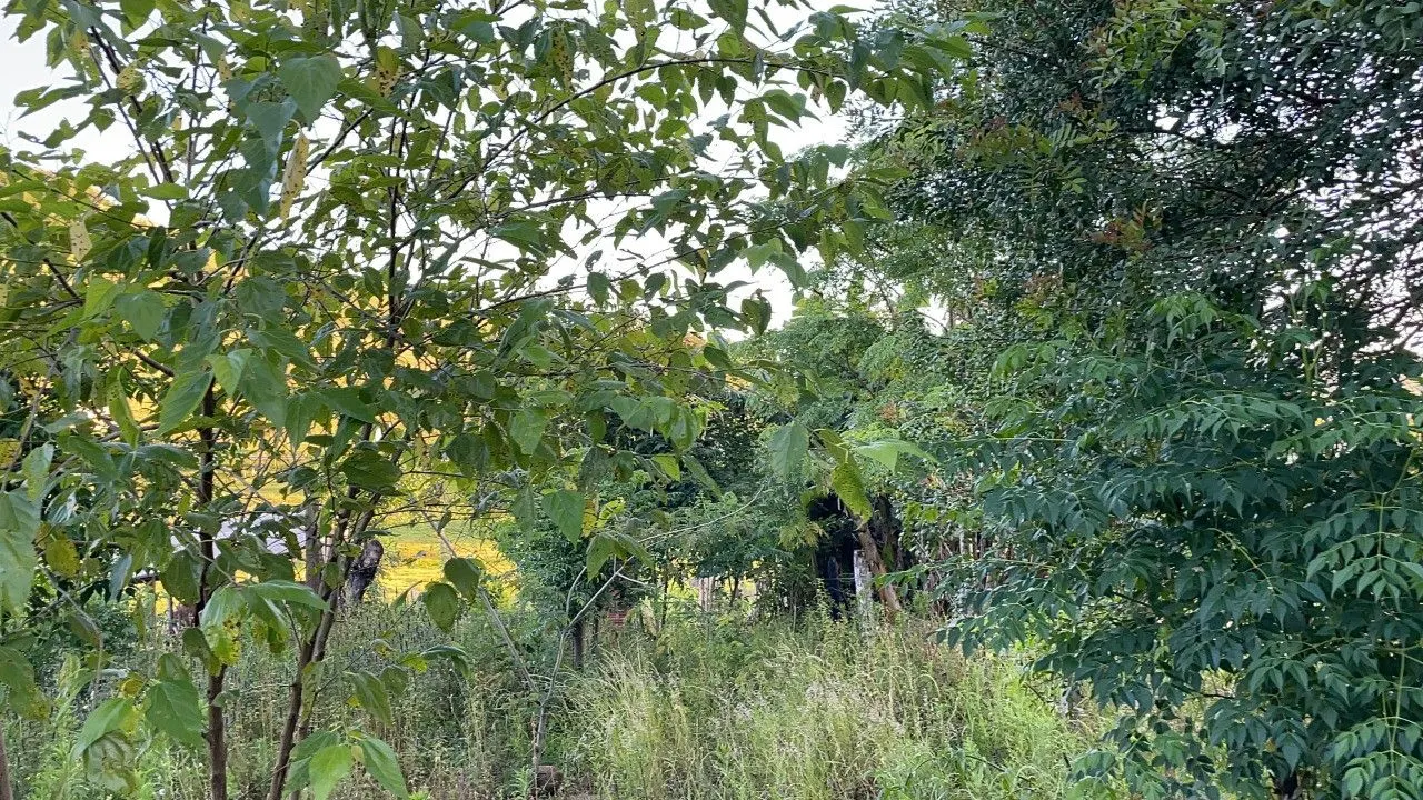 Chácara à venda de 4.000 m² em Santo Antônio da Patrulha, RS, Brasil