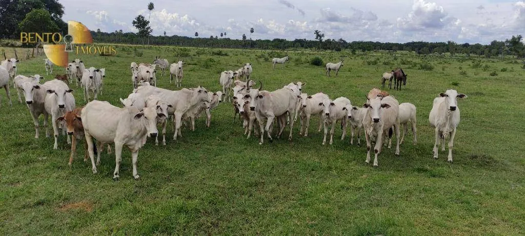 Fazenda à venda de 721 ha em Poconé, MT, Brasil