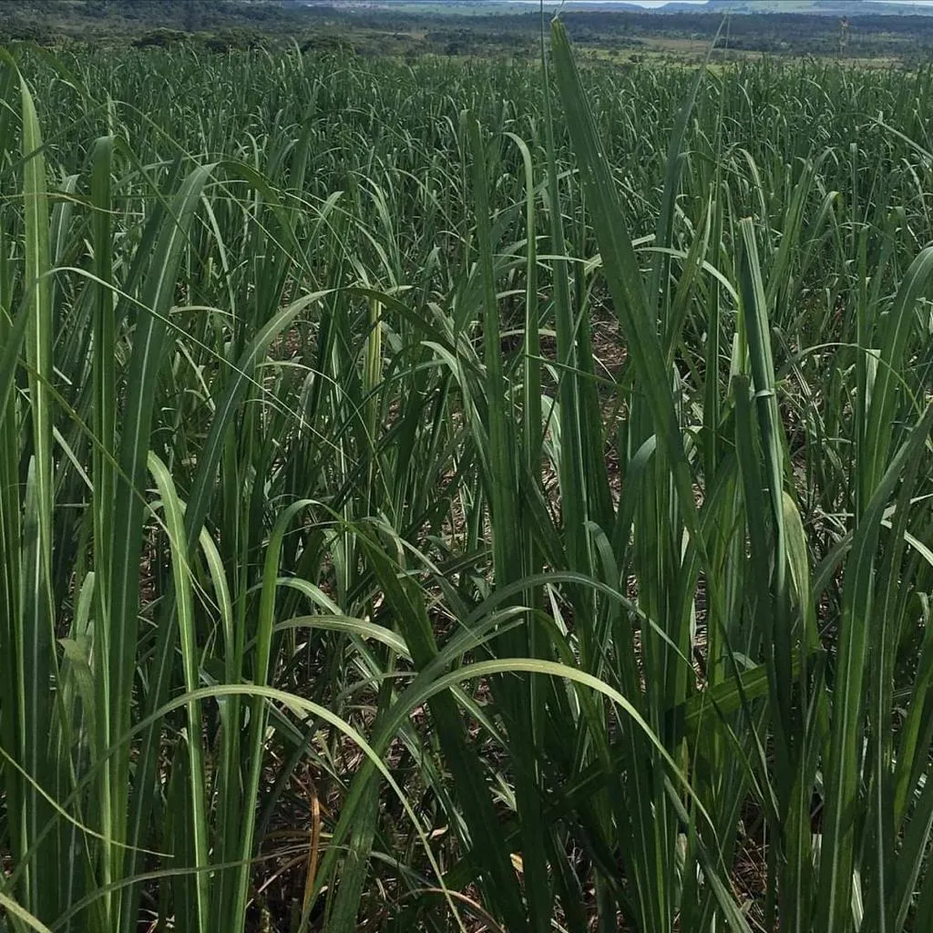 Fazenda à venda e para Arrendar de 5.808 ha em Presidente Prudente, SP, Brasil