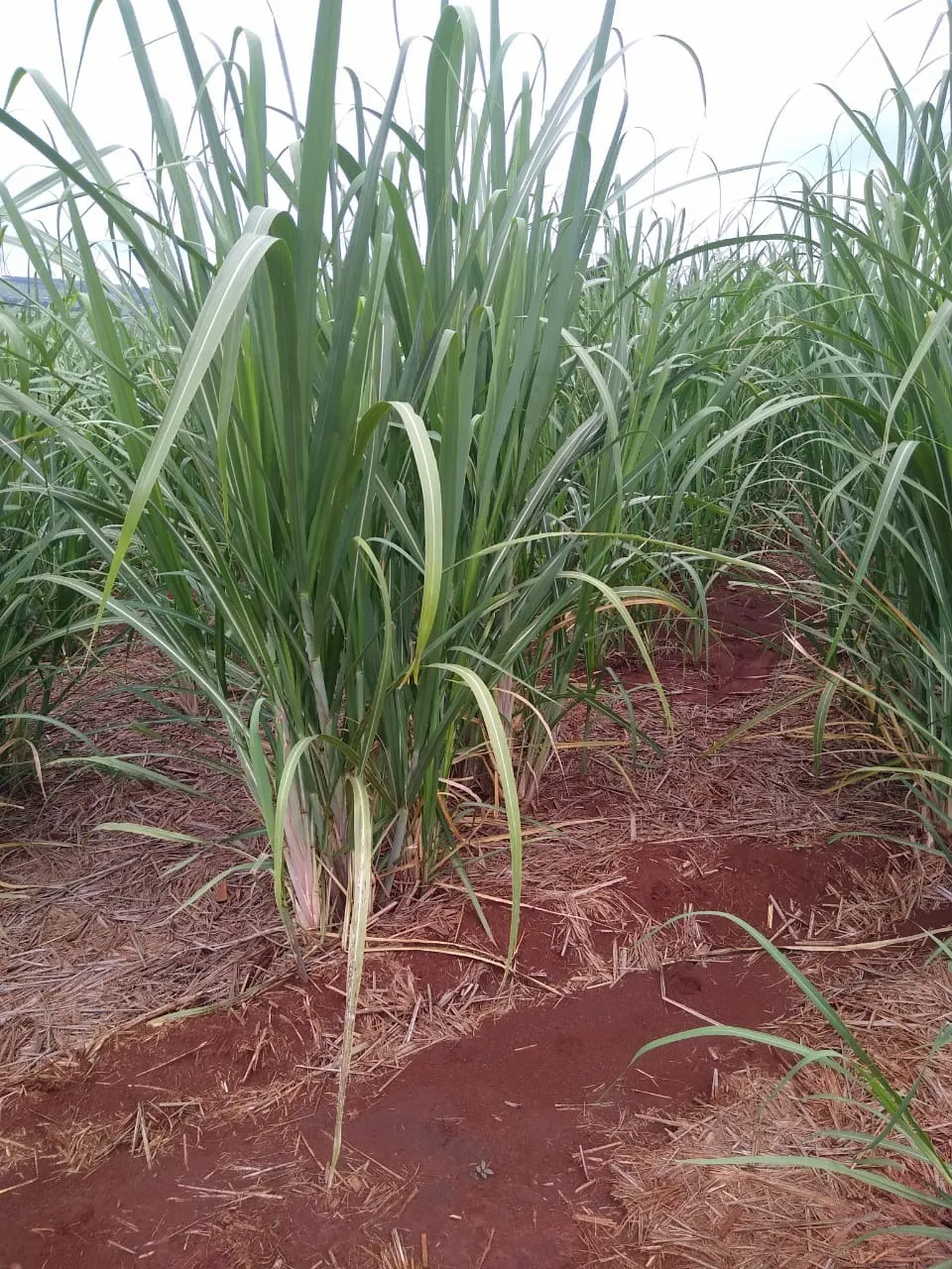 Fazenda à venda e para Arrendar de 5.808 ha em Presidente Prudente, SP, Brasil