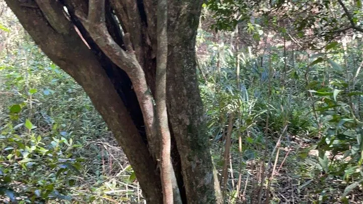 Chácara à venda de 6.800 m² em Santo Antônio da Patrulha, RS, Brasil