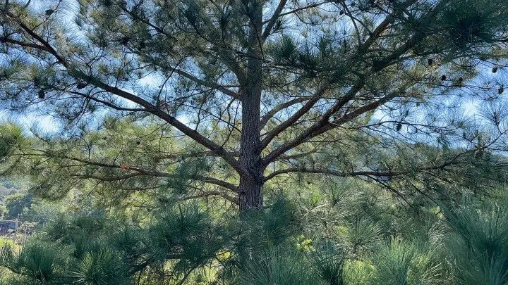 Chácara à venda de 6.800 m² em Santo Antônio da Patrulha, RS, Brasil