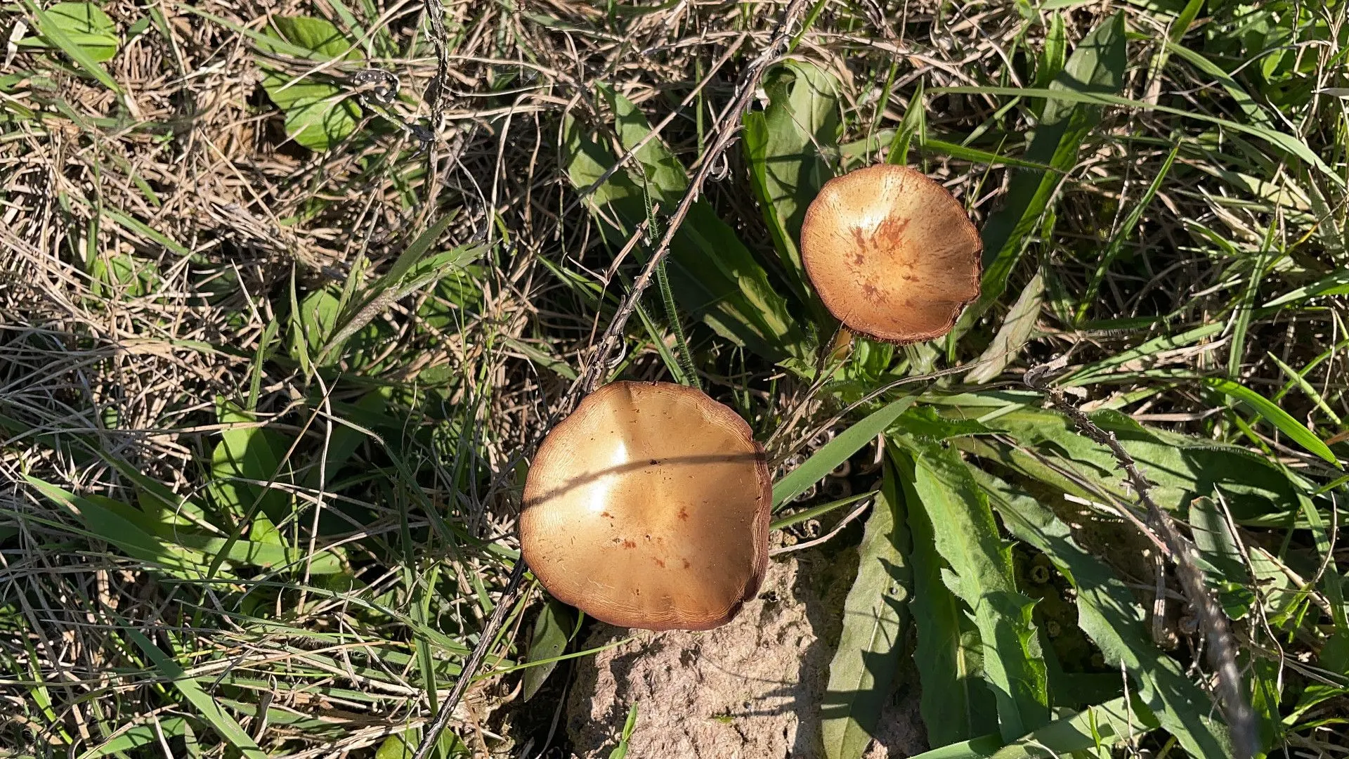 Chácara à venda de 6.800 m² em Santo Antônio da Patrulha, RS, Brasil