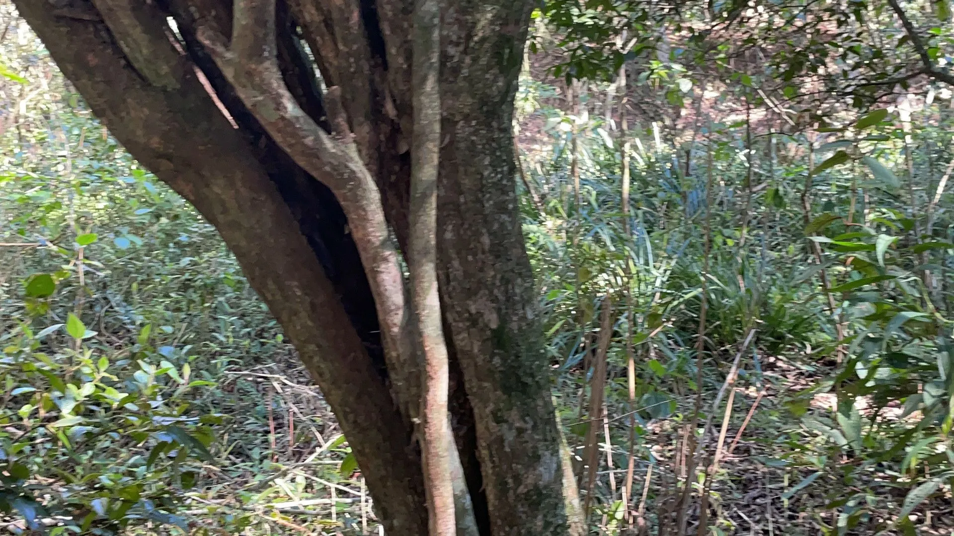 Chácara à venda de 6.800 m² em Santo Antônio da Patrulha, RS, Brasil