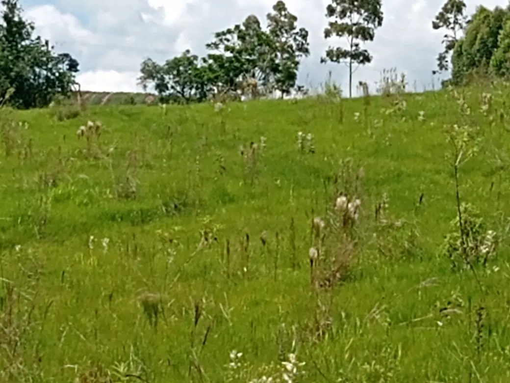 Small farm for sale of 7 acres in Angatuba, SP, Brazil