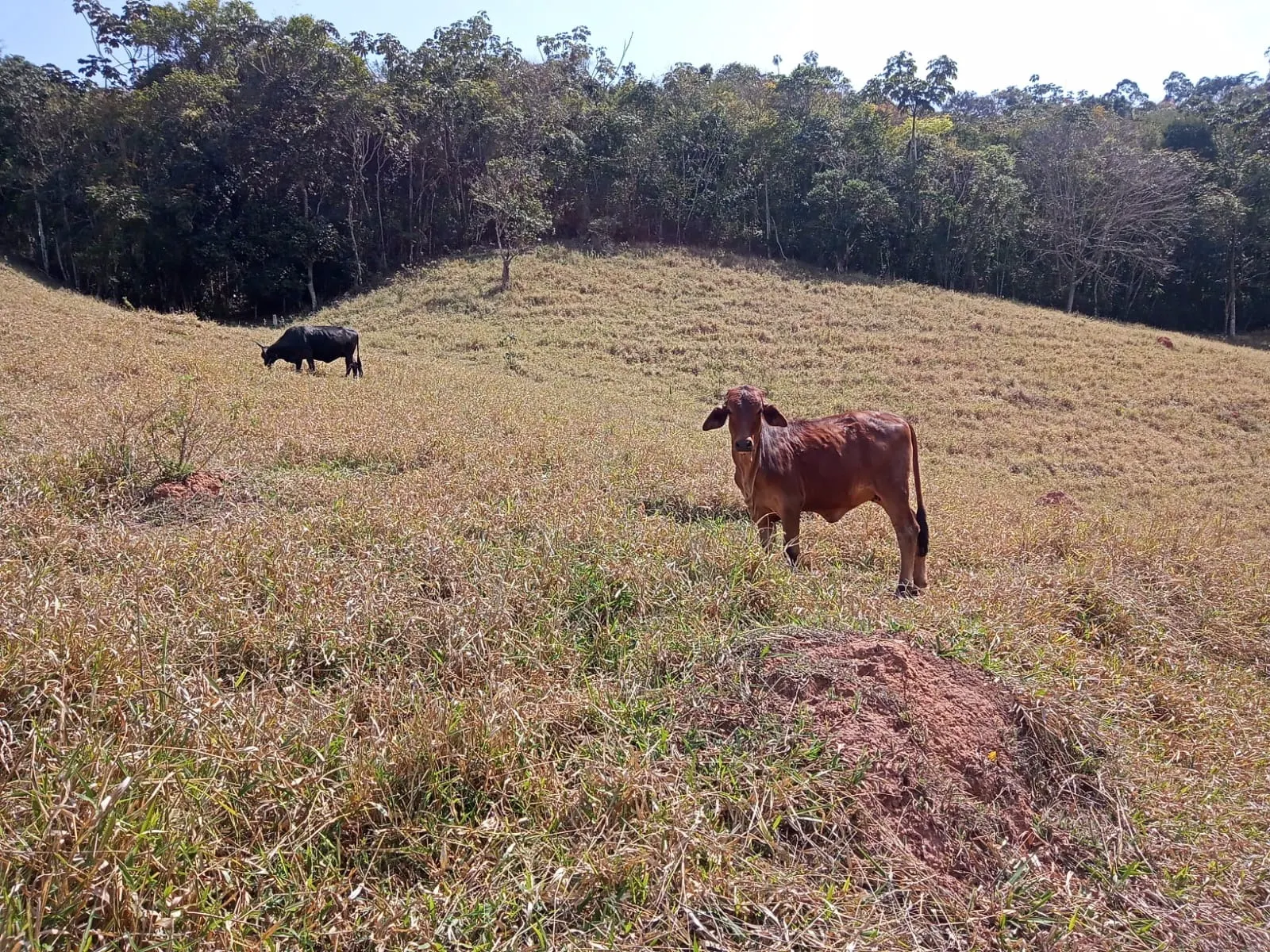 Sítio à venda de 10 ha em Paraibuna, SP, Brasil
