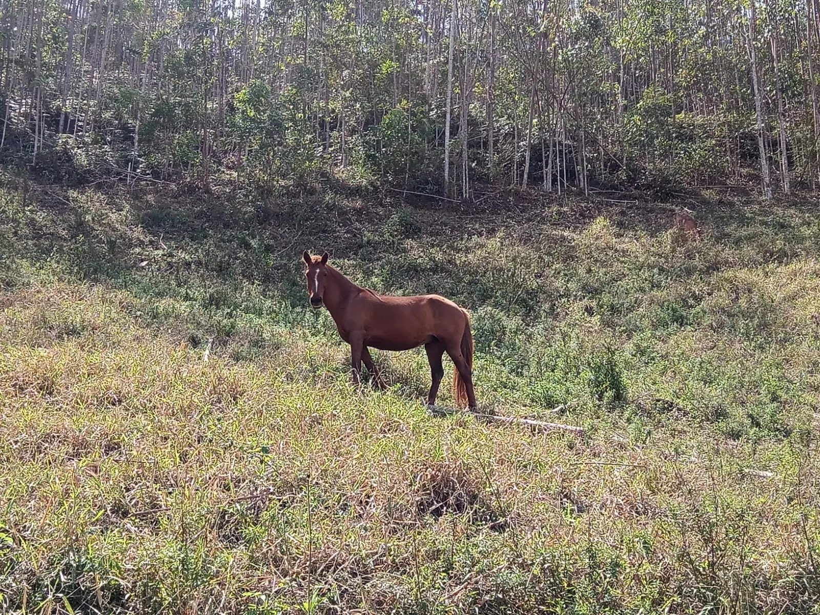 Sítio à venda de 10 ha em Paraibuna, SP, Brasil