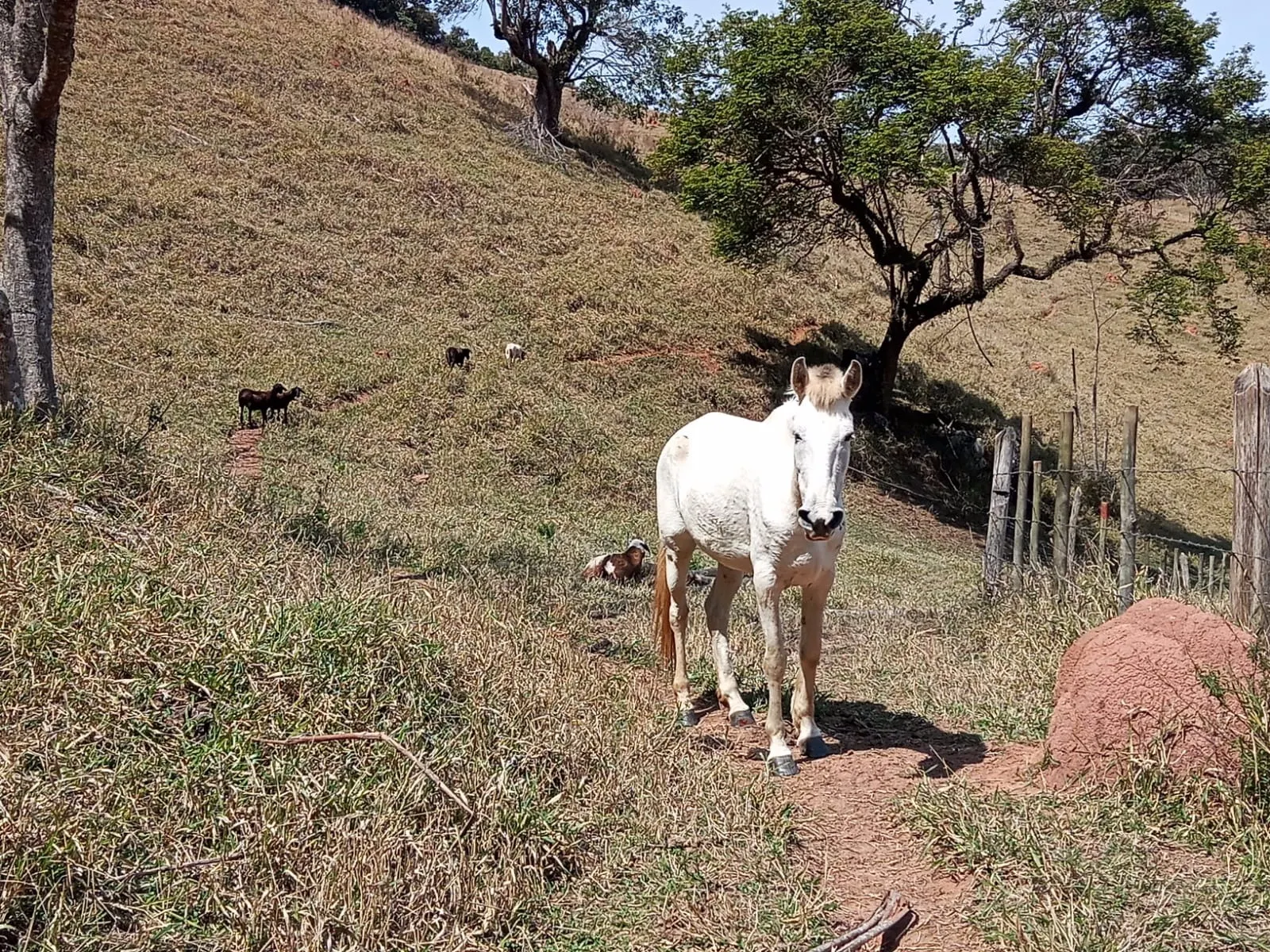 Sítio à venda de 10 ha em Paraibuna, SP, Brasil