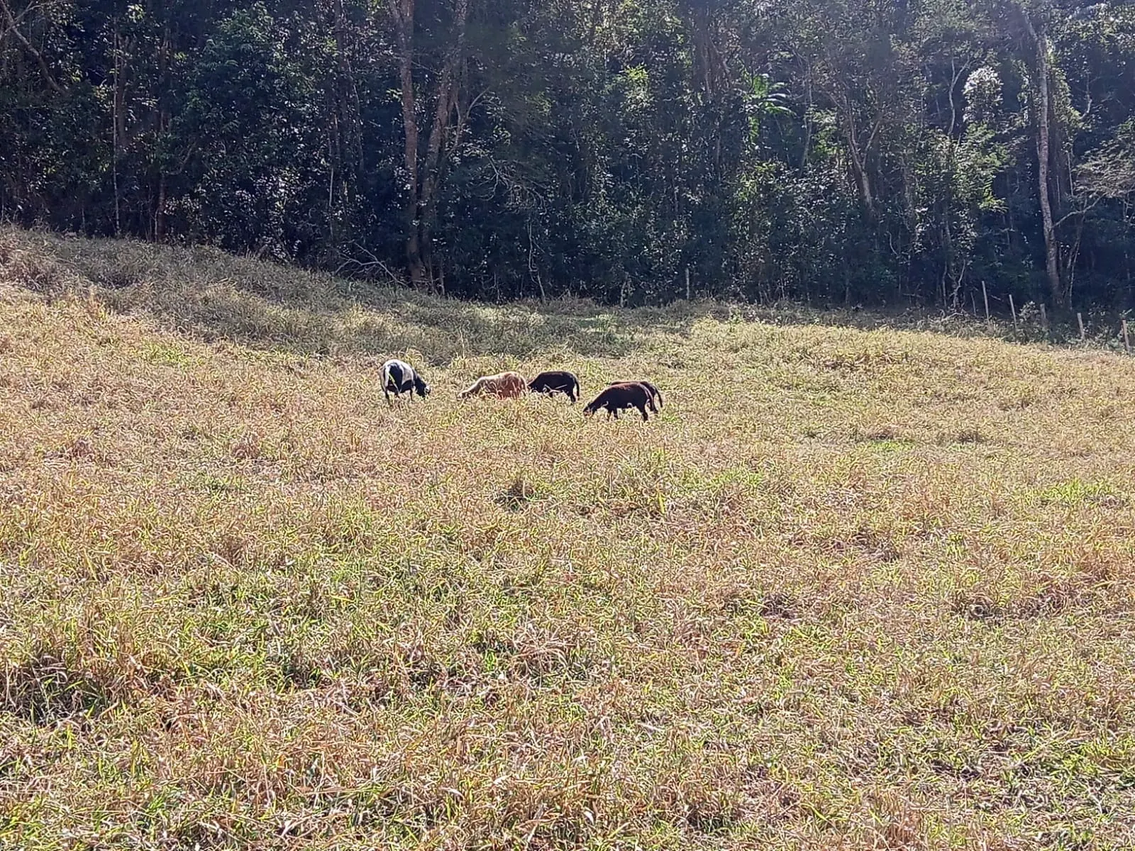 Sítio à venda de 10 ha em Paraibuna, SP, Brasil