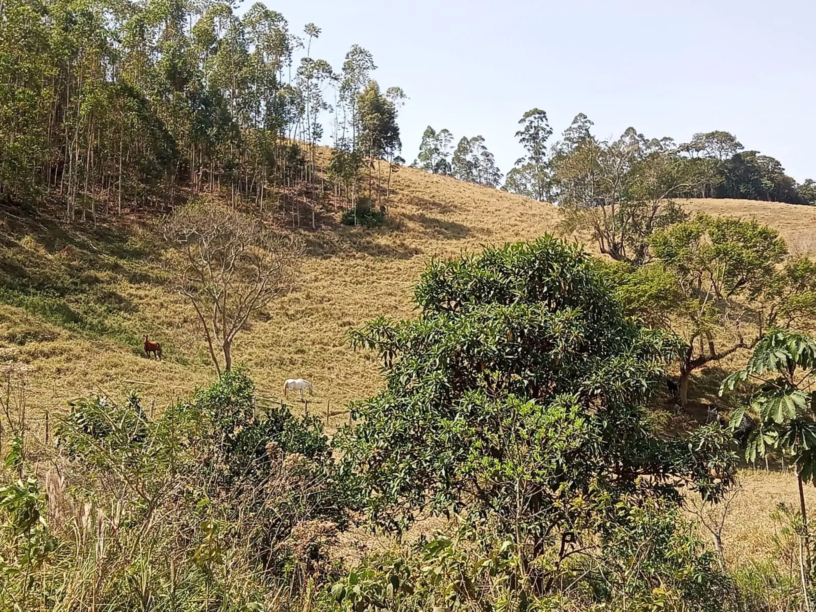 Sítio à venda de 10 ha em Paraibuna, SP, Brasil