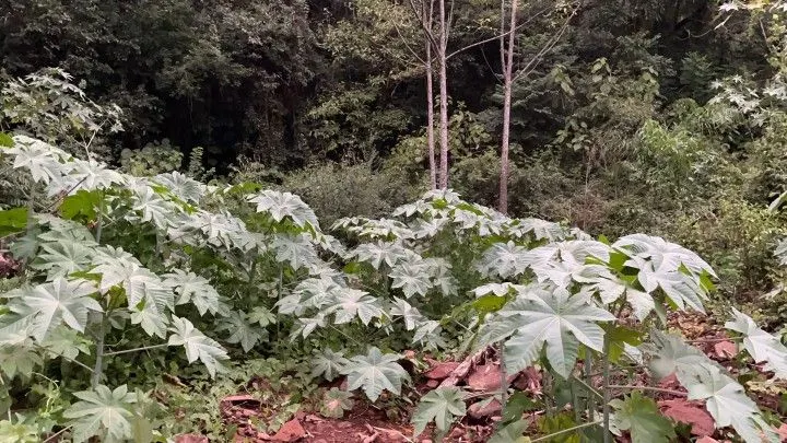 Country home for sale of 1,900 m² in Caraá, RS, Brazil