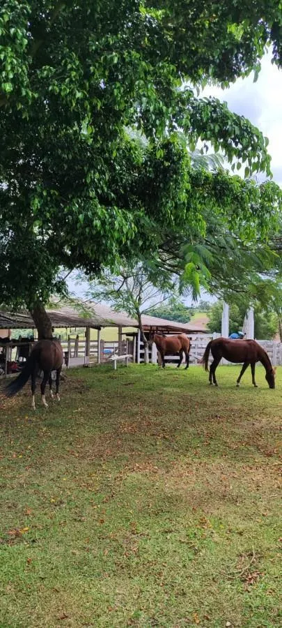 Small farm for sale of 104 acres in Itapetininga, SP, Brazil