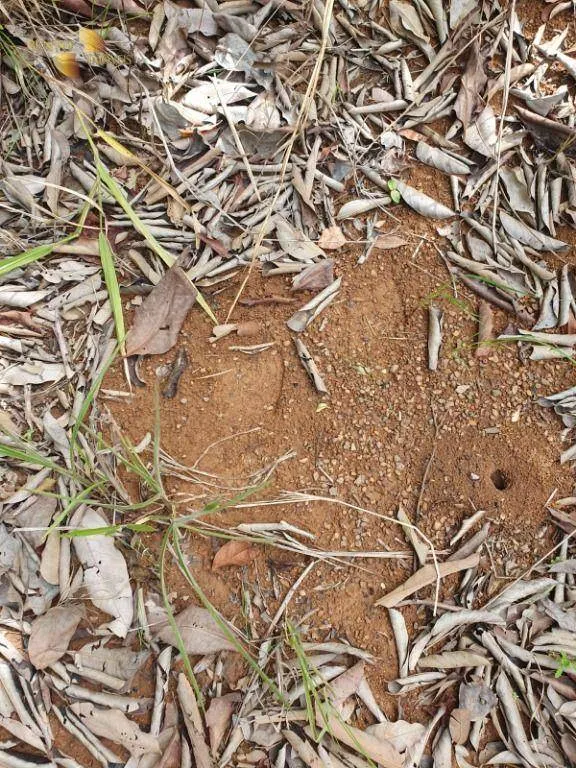 Fazenda à venda de 1.128 ha em Nossa Senhora do Livramento, MT, Brasil