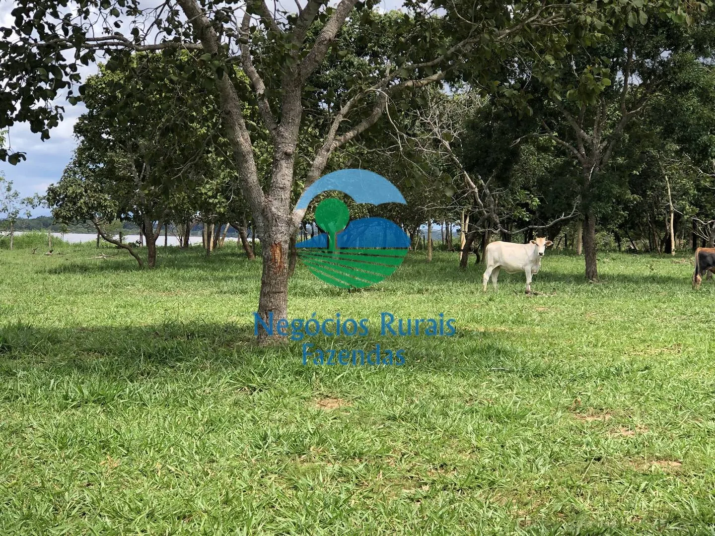 Small farm for sale of 10 acres in Uruaçu, GO, Brazil