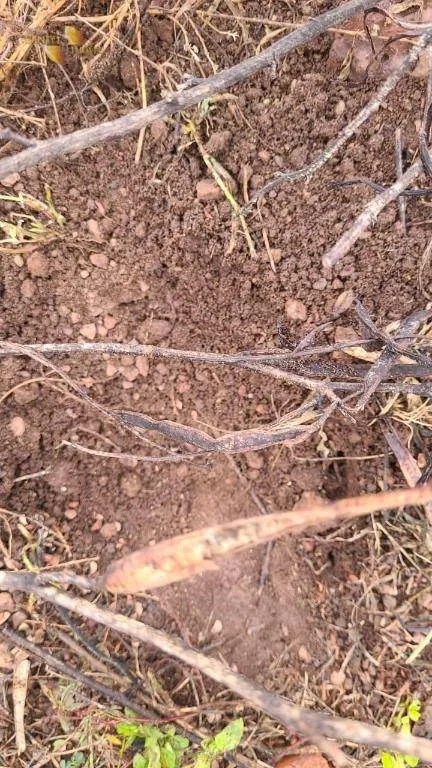 Fazenda à venda de 3.855 ha em Jangada, MT, Brasil