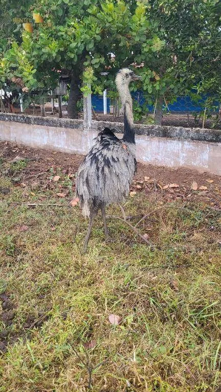 Fazenda à venda de 3.855 ha em Jangada, MT, Brasil