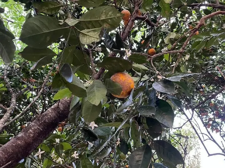 Sítio à venda e para Arrendar de 28 ha em Glorinha, RS, Brasil