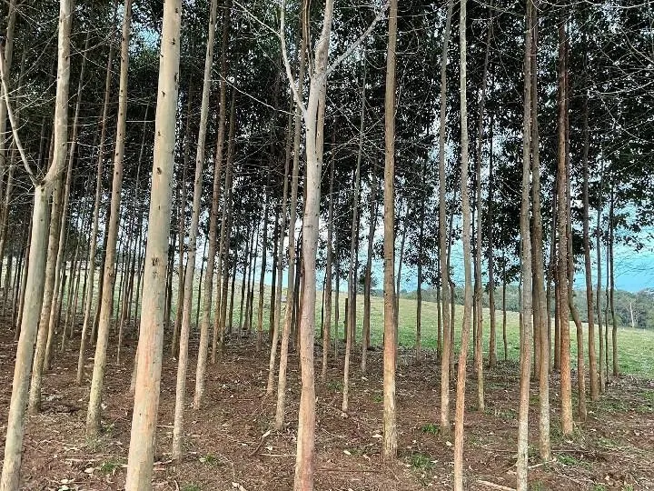 Sítio à venda e para Arrendar de 28 ha em Glorinha, RS, Brasil