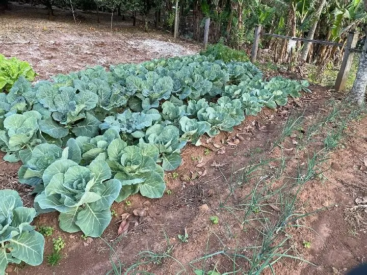 Sítio à venda e para Arrendar de 28 ha em Glorinha, RS, Brasil