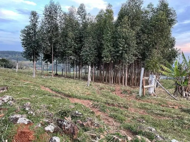 Sítio à venda e para Arrendar de 28 ha em Glorinha, RS, Brasil
