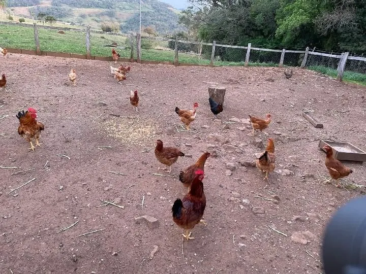 Sítio à venda e para Arrendar de 28 ha em Glorinha, RS, Brasil