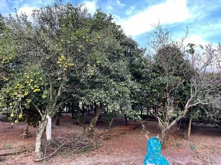 Sítio à venda e para Arrendar de 28 ha em Glorinha, RS, Brasil