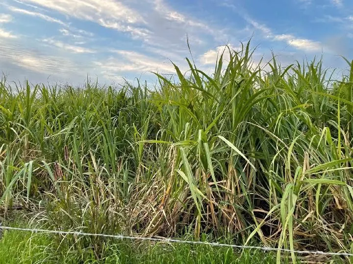 Sítio à venda e para Arrendar de 28 ha em Glorinha, RS, Brasil