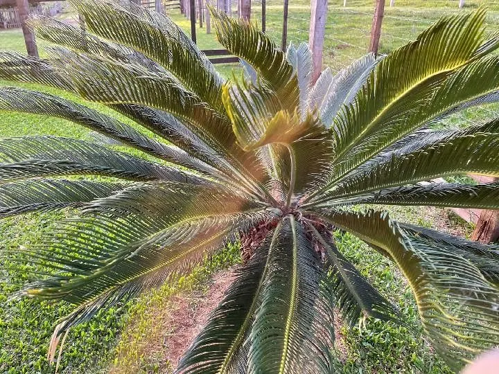 Sítio à venda e para Arrendar de 28 ha em Glorinha, RS, Brasil
