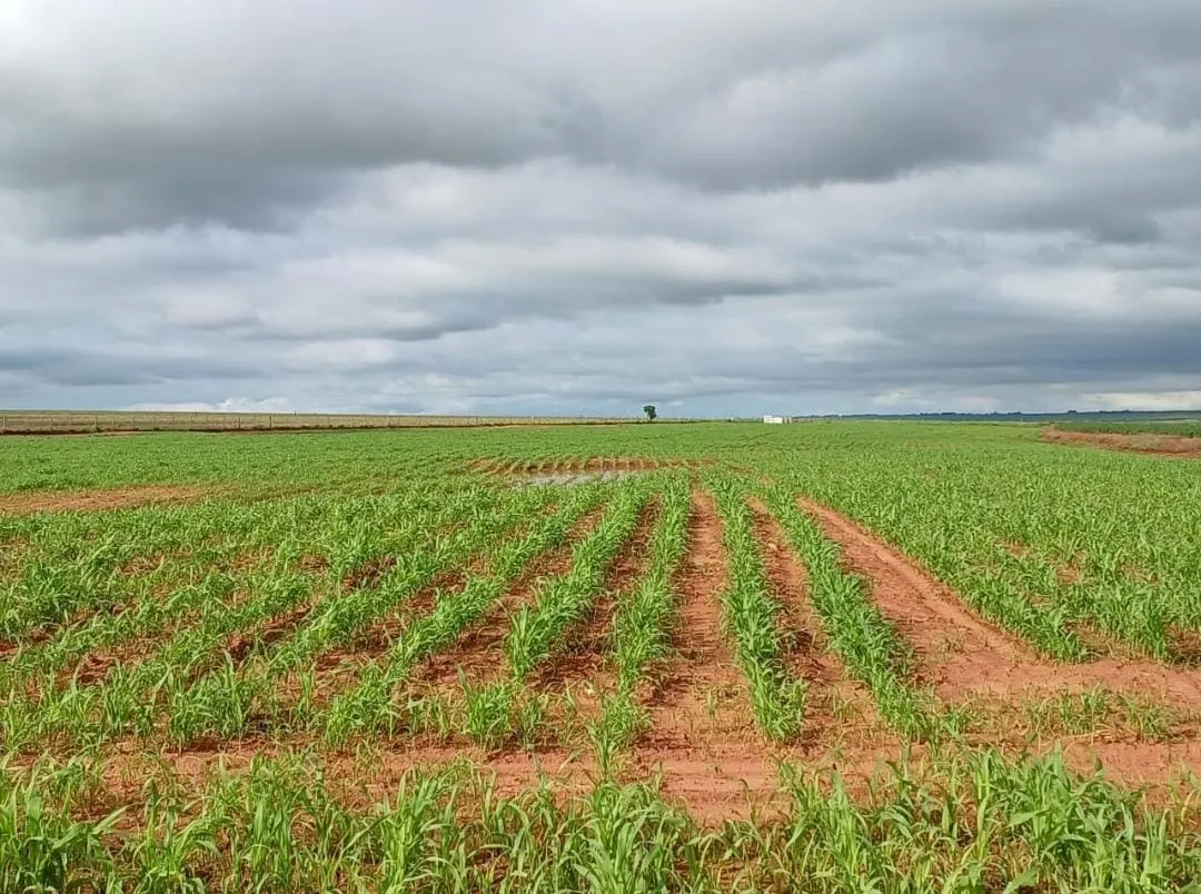 Fazenda à venda de 540 ha em Presidente Epitácio, SP, Brasil
