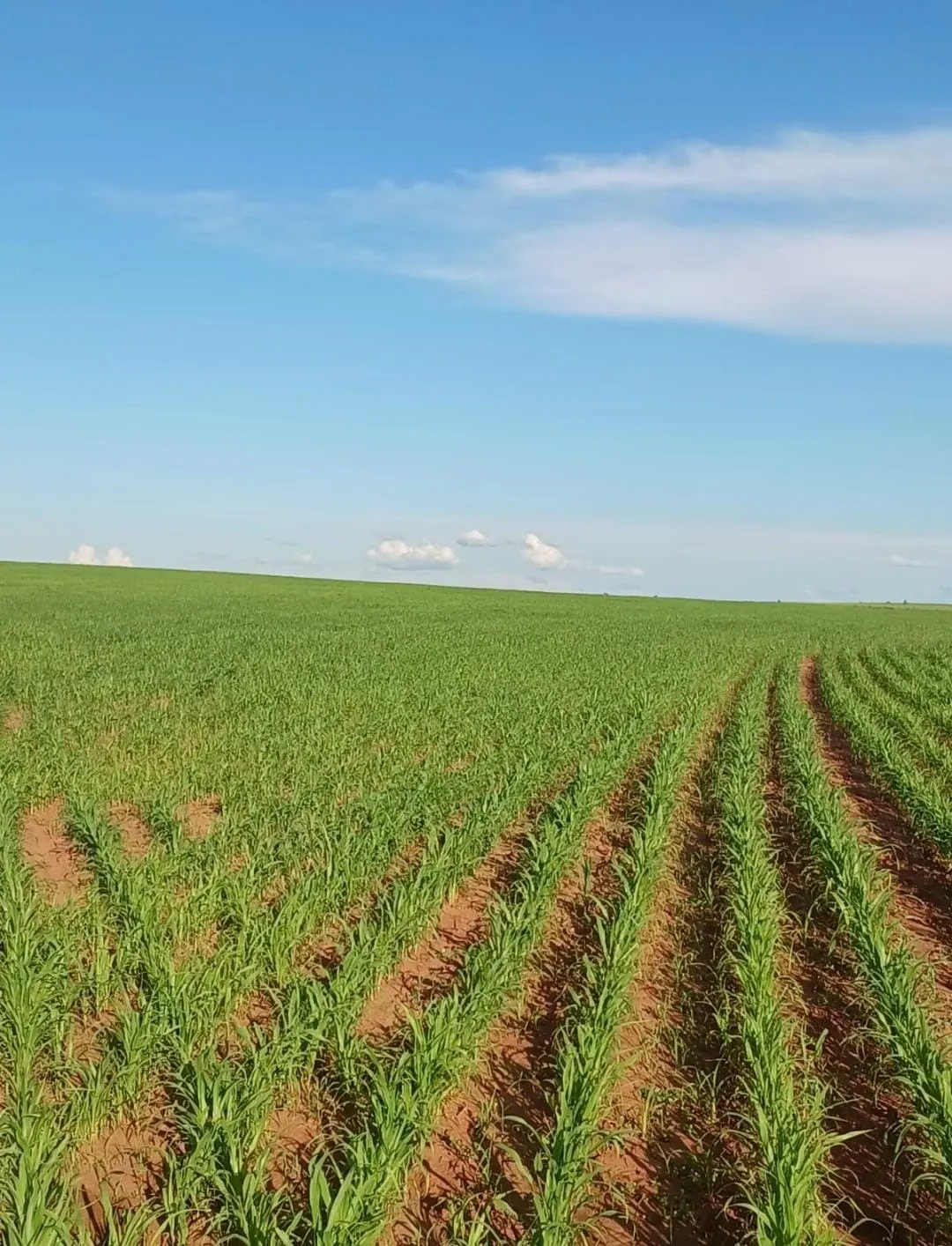 Fazenda à venda de 540 ha em Presidente Epitácio, SP, Brasil