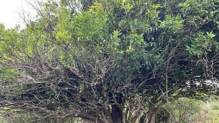 Terreno à venda de 10 ha em Santo Antônio da Patrulha, RS, Brasil