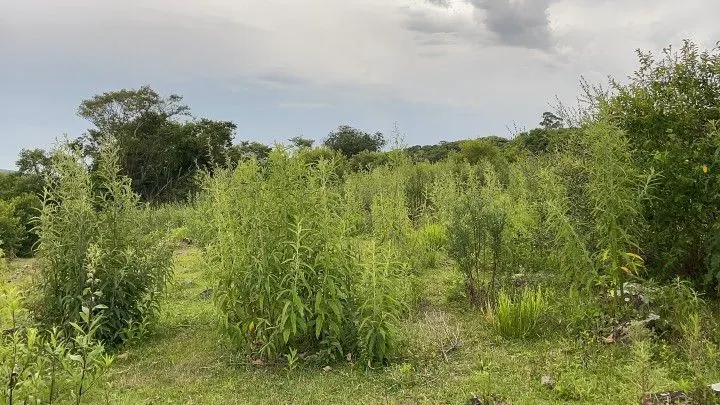Terreno à venda de 10 ha em Santo Antônio da Patrulha, RS, Brasil