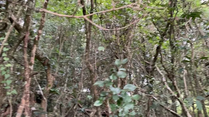 Terreno à venda de 10 ha em Santo Antônio da Patrulha, RS, Brasil