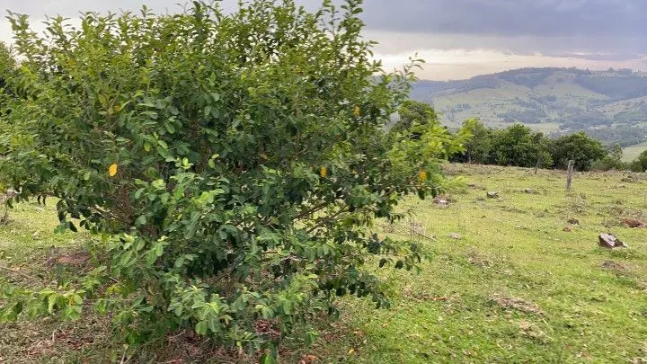 Terreno à venda de 10 ha em Santo Antônio da Patrulha, RS, Brasil