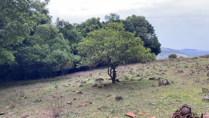 Terreno à venda de 10 ha em Santo Antônio da Patrulha, RS, Brasil