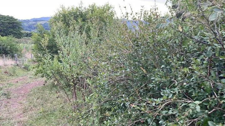 Terreno à venda de 10 ha em Santo Antônio da Patrulha, RS, Brasil