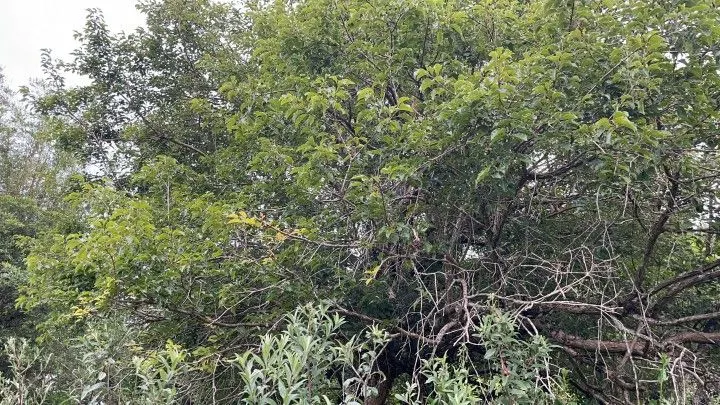Terreno à venda de 10 ha em Santo Antônio da Patrulha, RS, Brasil