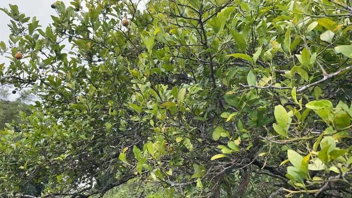 Terreno à venda de 10 ha em Santo Antônio da Patrulha, RS, Brasil