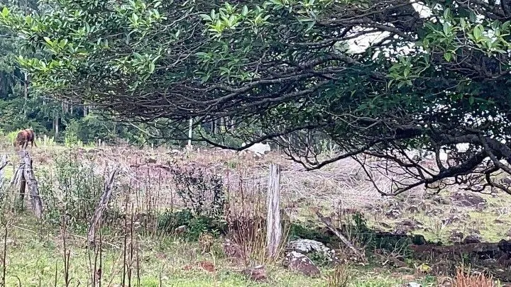 Terreno à venda de 10 ha em Santo Antônio da Patrulha, RS, Brasil