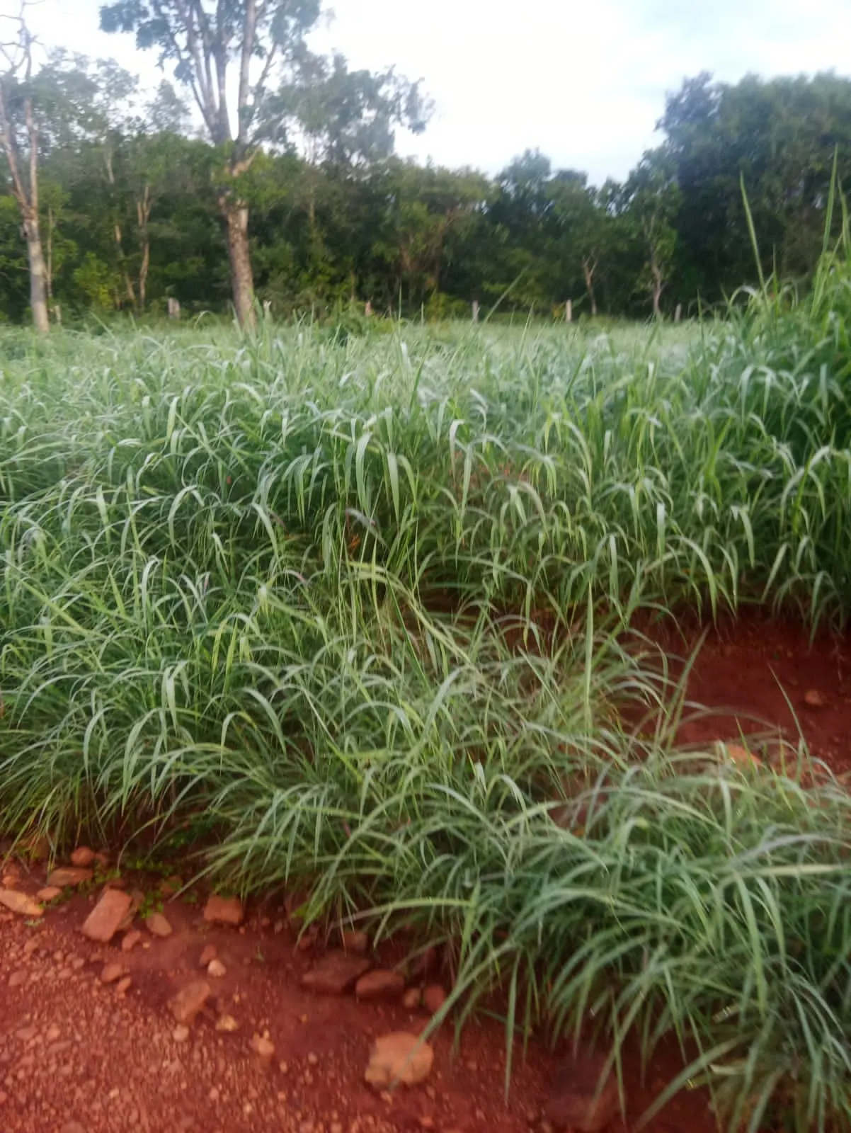Fazenda à venda de 2.420 ha em Barro Alto, GO, Brasil