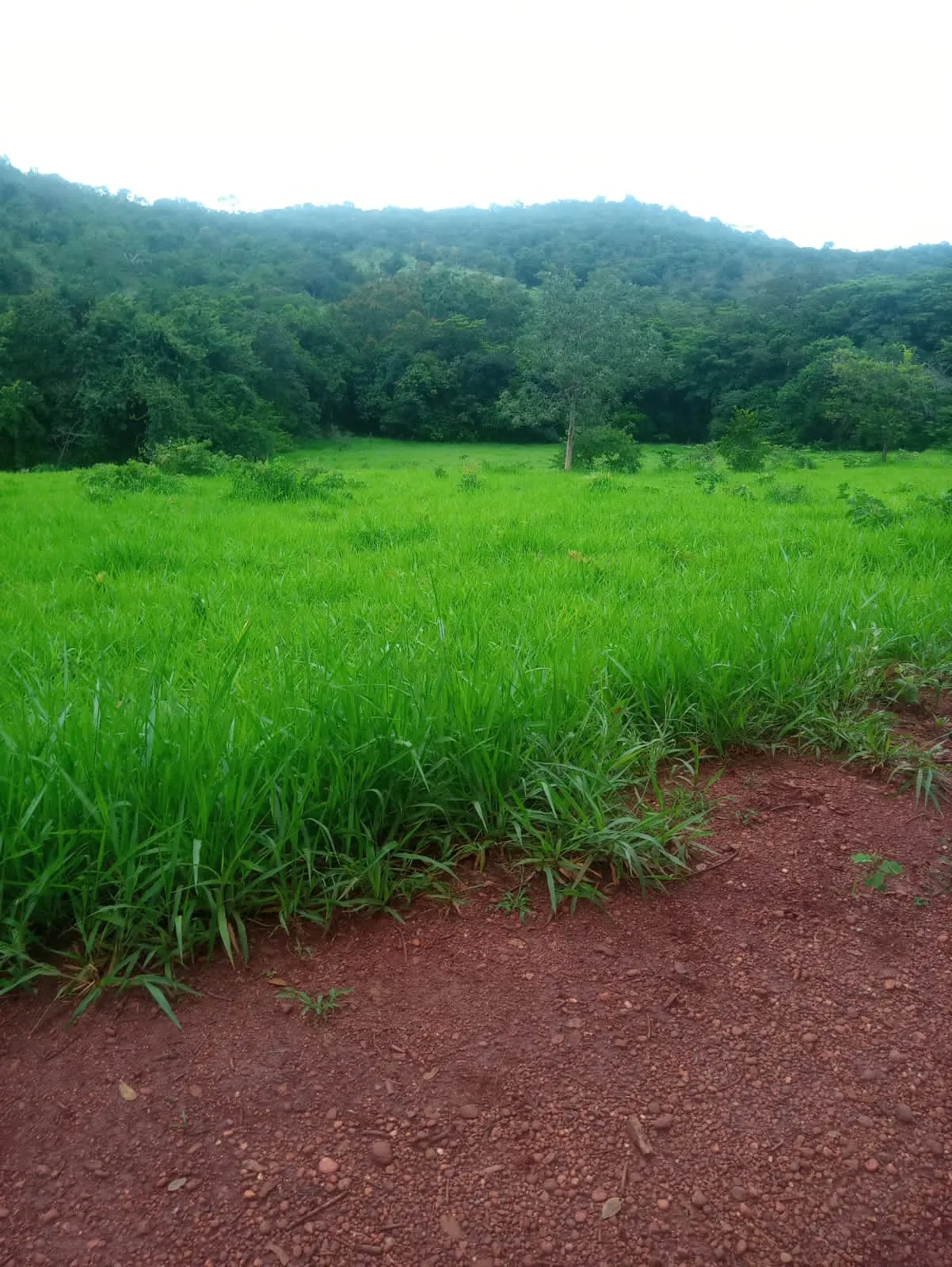 Fazenda à venda de 2.420 ha em Barro Alto, GO, Brasil